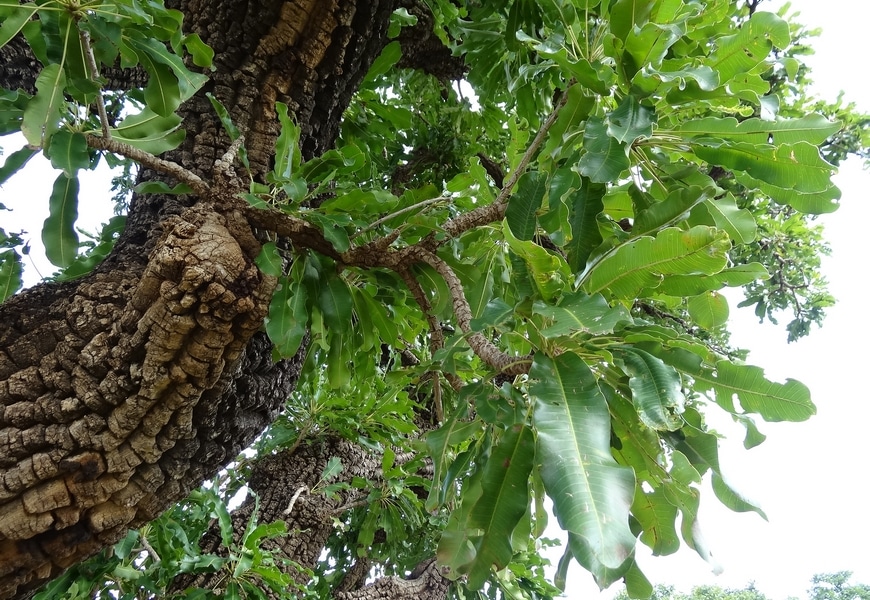 arbre karité naturel menacé karethic