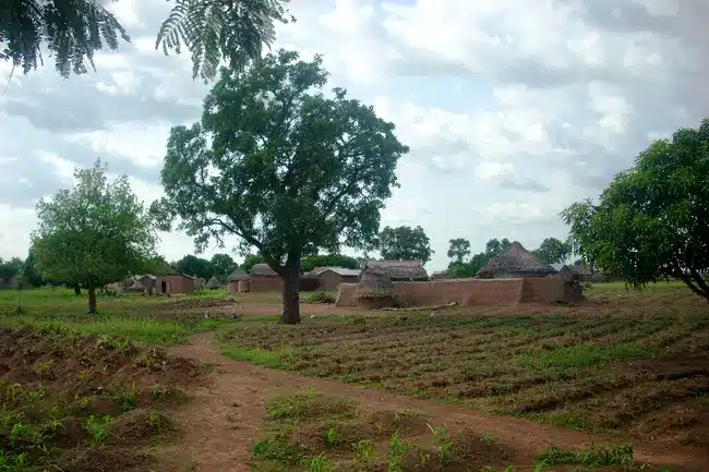 Arbre de karité du Bénin et ciel nuageux